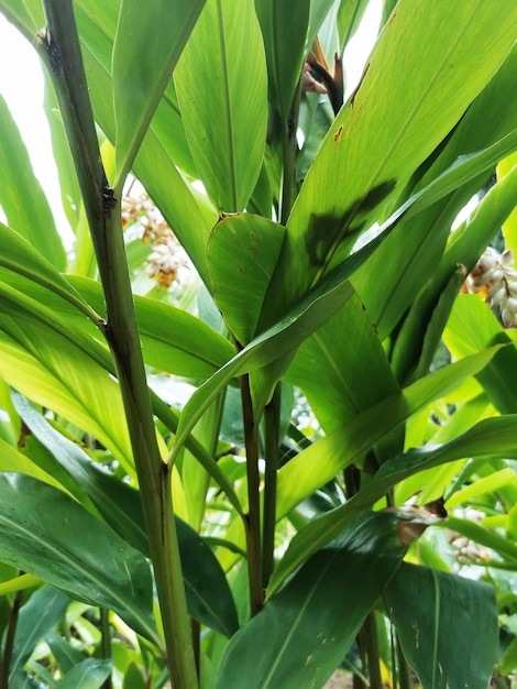 Vertical shot of Shell ginger flowers growing in a park