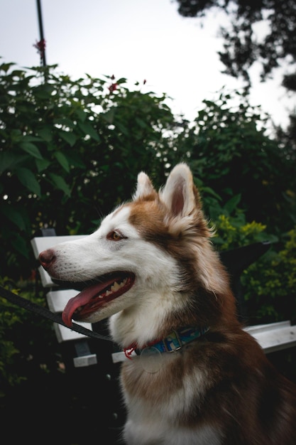 Vertical shot of a Siberian Husky in the park