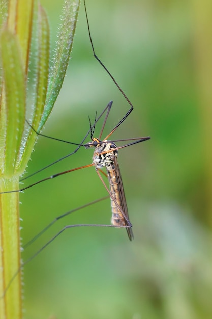 Vertical shot of a spotted crane fly Nephrotoma appendiculata on a plant stem