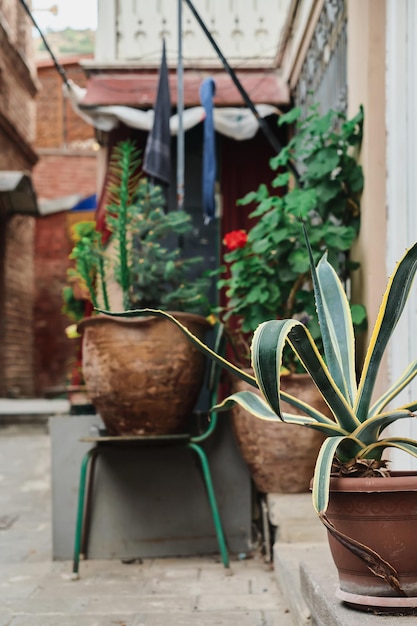 Vertical shot streets of the old city selective focus of an agave in a pot on a street corner Idea for a trip or article about the city