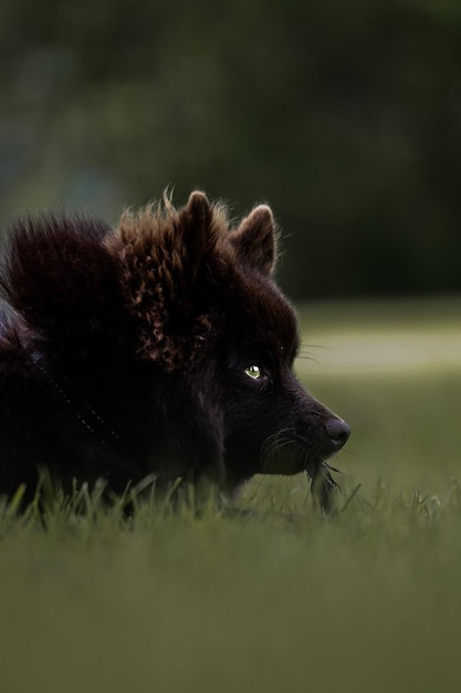 Vertical shot of a Swedish Lapphund on the blurry background