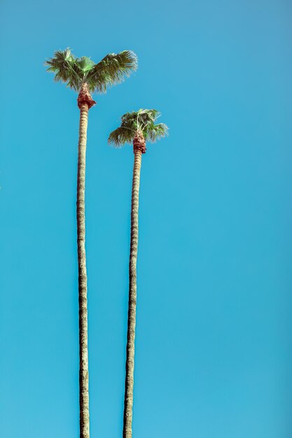 Vertical shot of tall palm trees