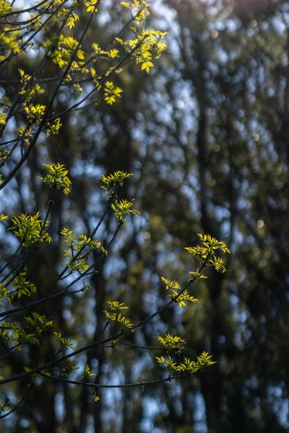 Vertical shot of tree leaves and branches outdoors