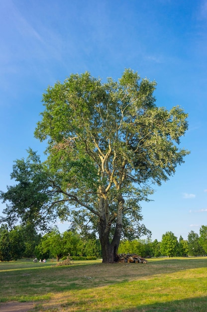 Vertical shot of trees and cut twigs in a park