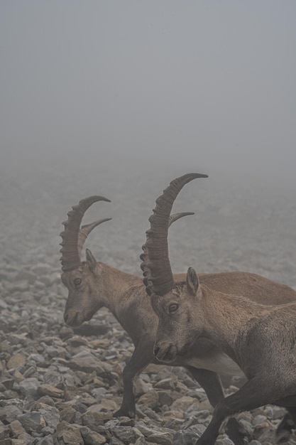 Vertical shot of two ibexes at Mount Pilatus Switzerland