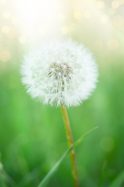 Vertical shot of white dandelion blowball on blurred green background