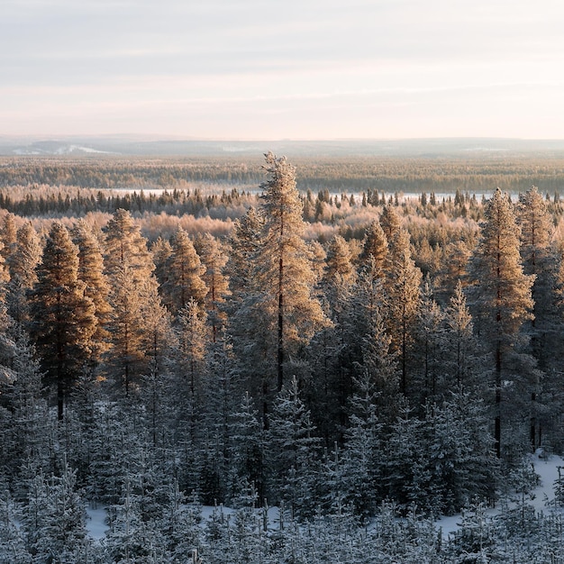 Vertical shot of the winter forest in Lapland Finland