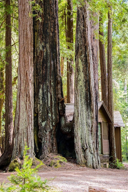 Vertical shot of a wooden cabin between three sequoia trees in Red Wood Park in California