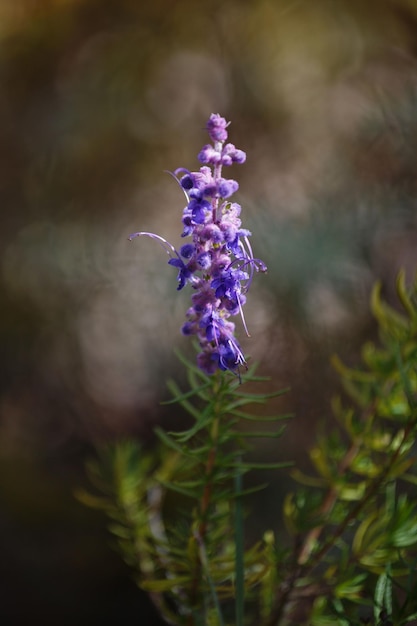 Vertical shot of a Wooly Bluecurl, Trichostema lanatum from San Luis Obispo, CA