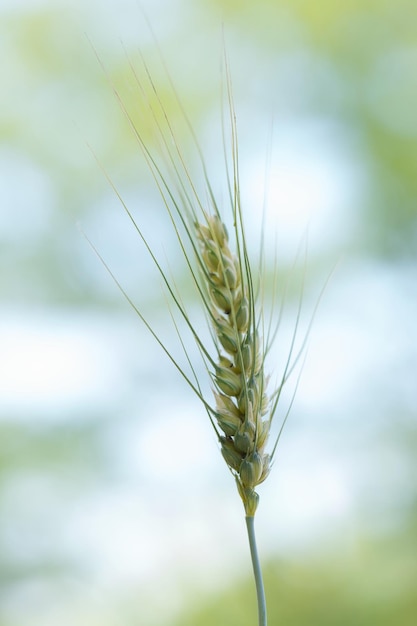 Vertical shot of young wheat in a field against a blurred background