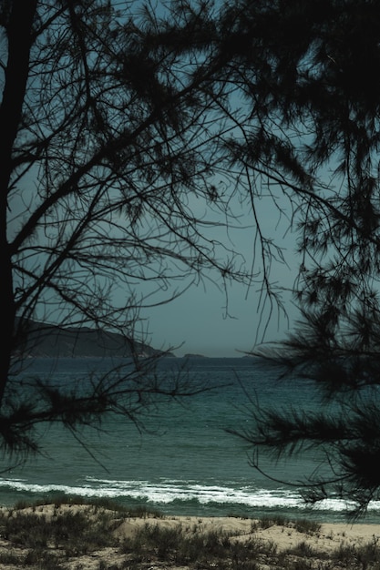 Vertical story Nature frame landscape scenery evening coniferous forest larch forest near sea beach park dusk Beauty nature background Rays of sunlight passing through the foliage Shade on land