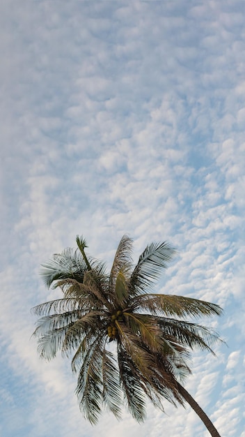 VERTICAL tropical coconut green palm tree sky white clouds background summer day air Spindrift cloud