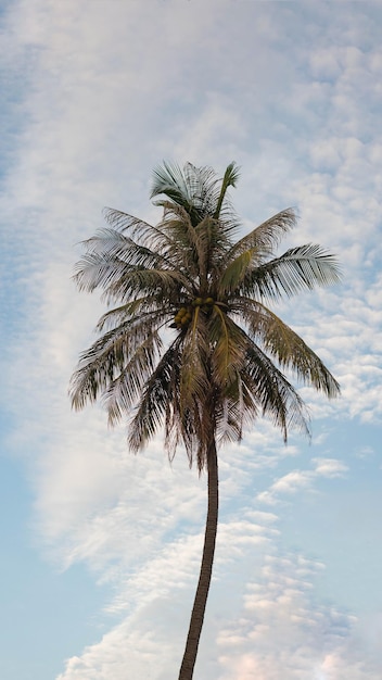 VERTICAL tropical coconut green palm tree sky white clouds background summer day air Spindrift cloud