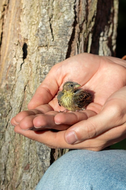 Vertical view of chick abandoned by its mother and in need of care such as food and water