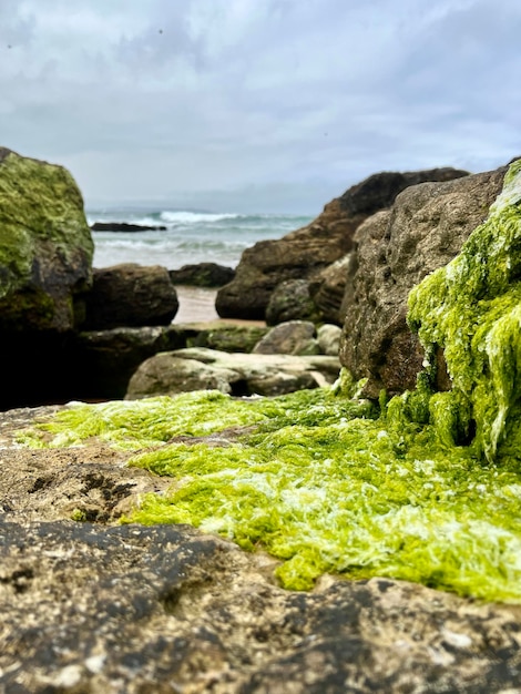 Vertical view of the green algae on the rocks of the beach with the sea in the background