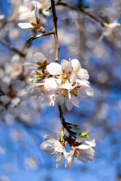 Vertical white almond blossom