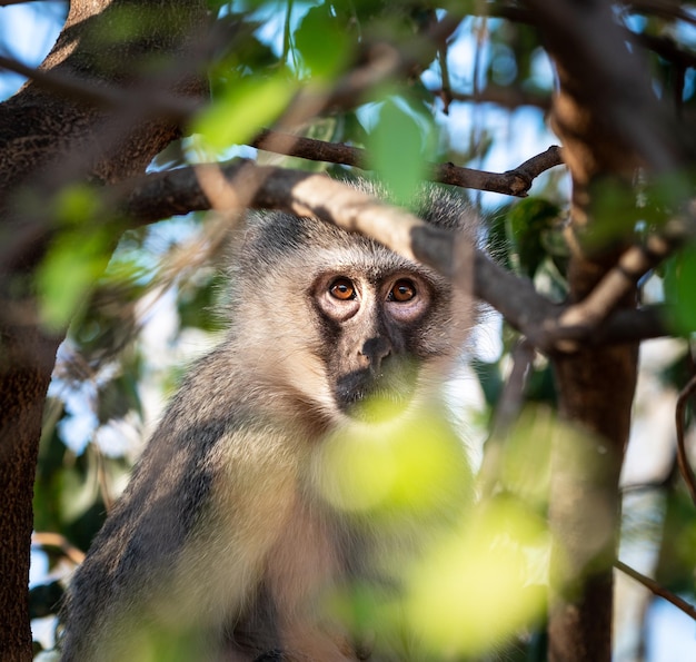 Vervet Monkey Chlorocebus pygerythrus hiding in a tree Kruger National Park South Africa