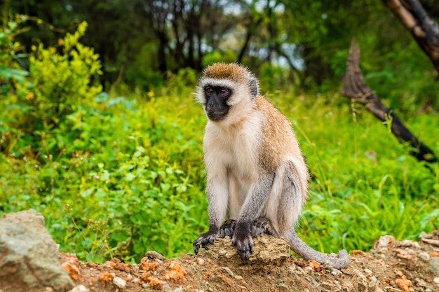 Vervet Monkey (Scientific name: cercopthecus aethiops, or Tumbiili in Swaheli), in Lake Manyara National Park, Tanzania