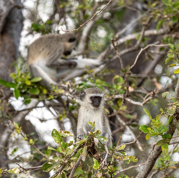 Vervet Monkeys Chlorocebus Pygerythrus