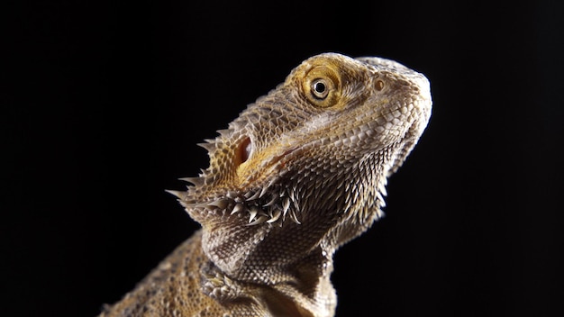 A very beautiful lizard sits on a stone Pogona Vitticeps or Bearded Dragon Australian Agama