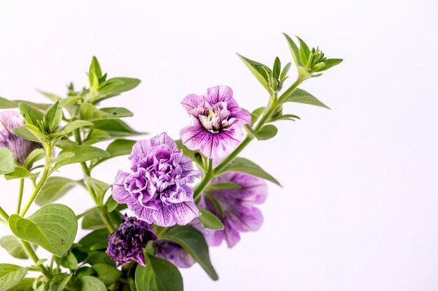 Very beautiful purple petunia flowers bloomed on a white background.