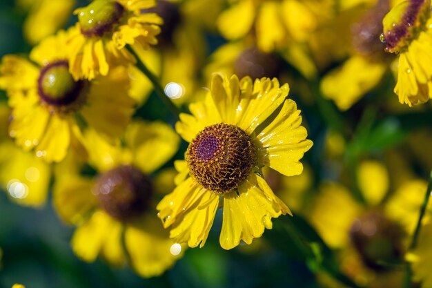 A very beautiful yellow flower with water droplets after rain