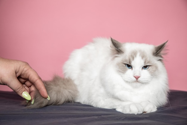 Very calm, beautiful cat ragdoll allows you to touch his tail while shooting. Pedigreed cats. Exhibition condition. Pet care products. Maintenance and breeding . Pet grooming.Blue-eyed cats.