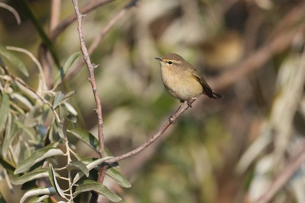 Very close-up photo of common chiffchaff (Phylloscopus collybita) sitting on a reed against a blurred background