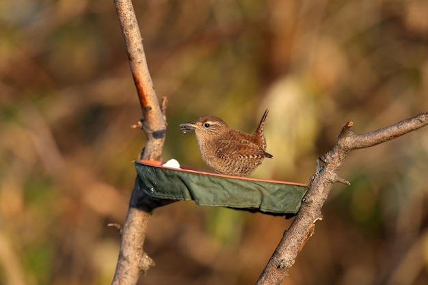 A very close-up photo of a Eurasian wren (Troglodytes troglodytes) sitting on a branch against a blurry background in soft morning light. Identification signs are read