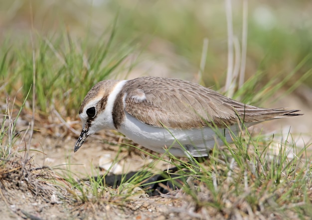 Very close up photo of female kentish plover near their nest