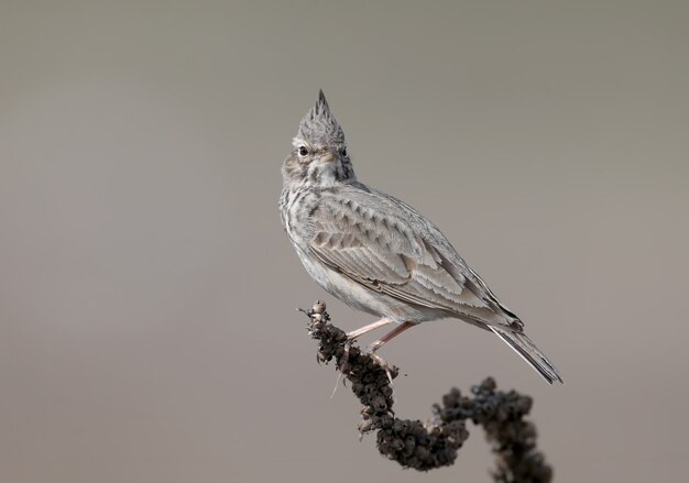 Very close-up portrait of a crested lark sitting on a dry branch