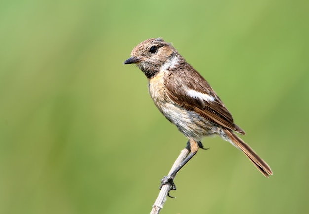 Very close up portrait of female European stonechat (Saxicola rubicola) 