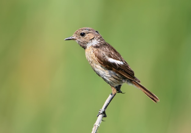 Very close up portrait of female European stonechat (Saxicola rubicola) 