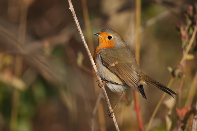 Very close-up portraits of European robin (Erithacus rubecula). Plumage and habit details are well read in the soft morning light. Bird identification is easy