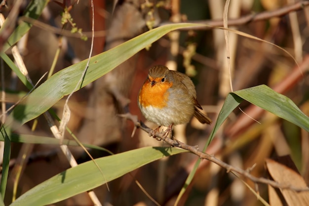 Very close-up portraits of European robin (Erithacus rubecula). Plumage and habit details are well read in the soft morning light. Bird identification is easy