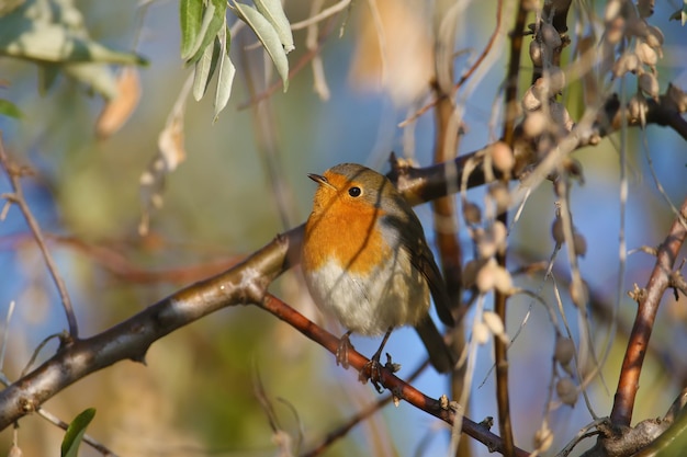 Very close-up portraits of European robin (Erithacus rubecula). Plumage and habit details are well read in the soft morning light. Bird identification is easy