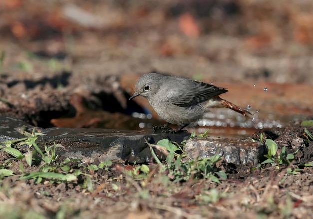 A very close-up shot of a black redstart female (Phoenicurus ochruros) in winter plumage on a branch and on the ground near the drinking bowl.