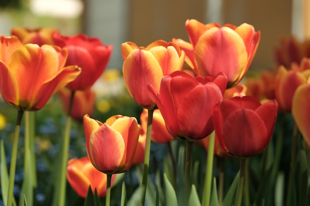 Very closeup of orange with yellow tulips