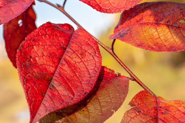 Very colorful red leaves on yellow autumn background in the sun