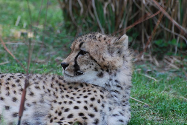 Very Cool Wild Cheetah Lounging Around