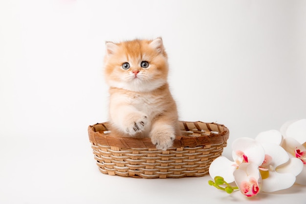 A very cute fluffy British breed kitten in a basket on a white background