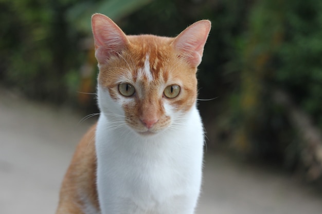 Very cute orange and white pet cat