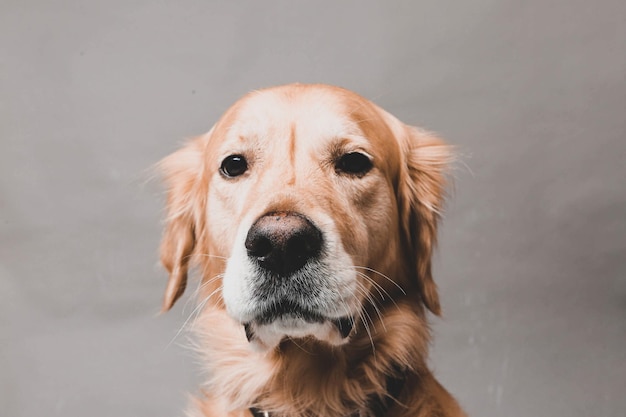 Very cute and sweet dog golden retriever