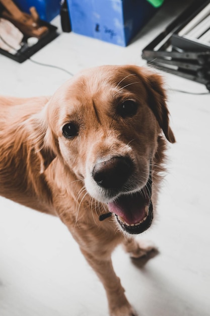 Very cute and sweet dog golden retriever