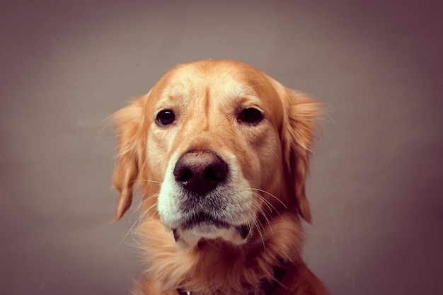 Very cute and sweet dog golden retriever