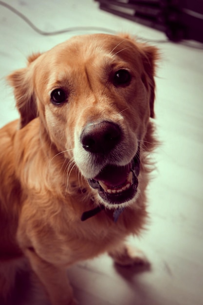 Very cute and sweet dog golden retriever