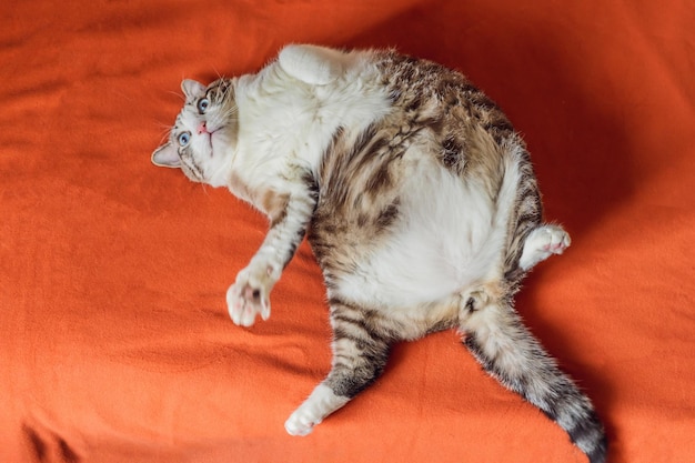 Very fat cat is obese lies on an orange blanket