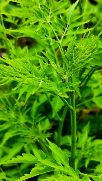 Very fresh green leaves with background blur