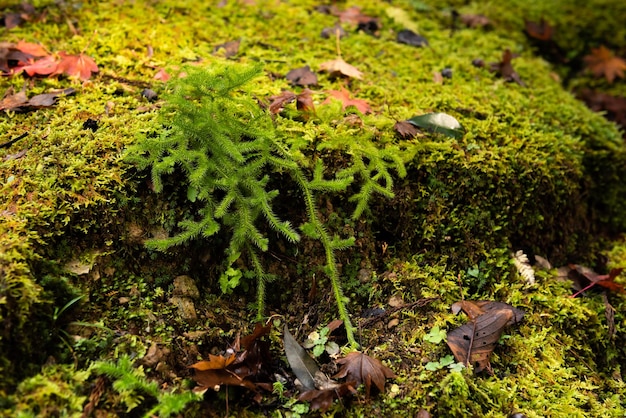 Very green small plant growing on moss ground, dry leaves.