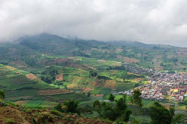 Very nice view of the rice fields on the island of Java, Dieng Plateau, Indonesia